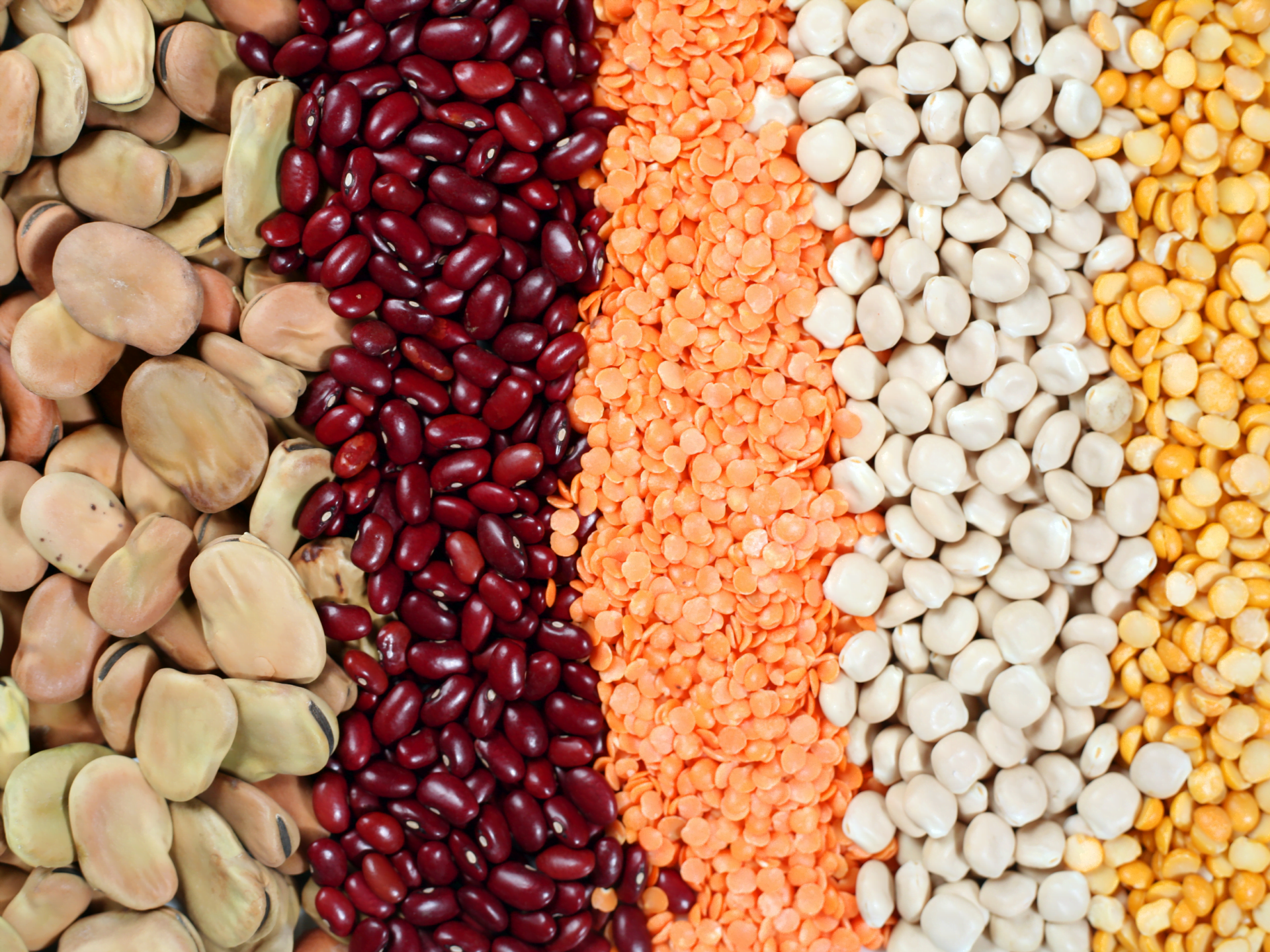 Llegums de diferents tipus