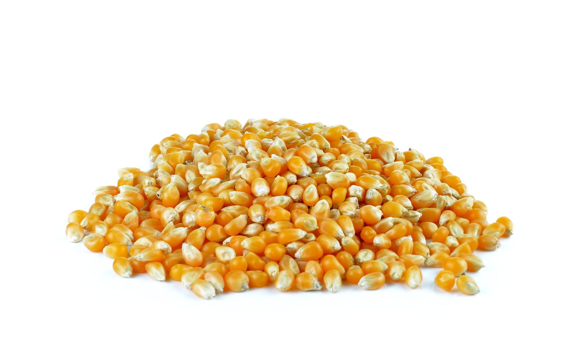 Yellow corn Yellow corn