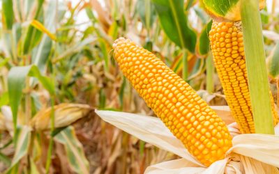 Per què DBMSL és la millor opció com a proveïdor de blat de moro