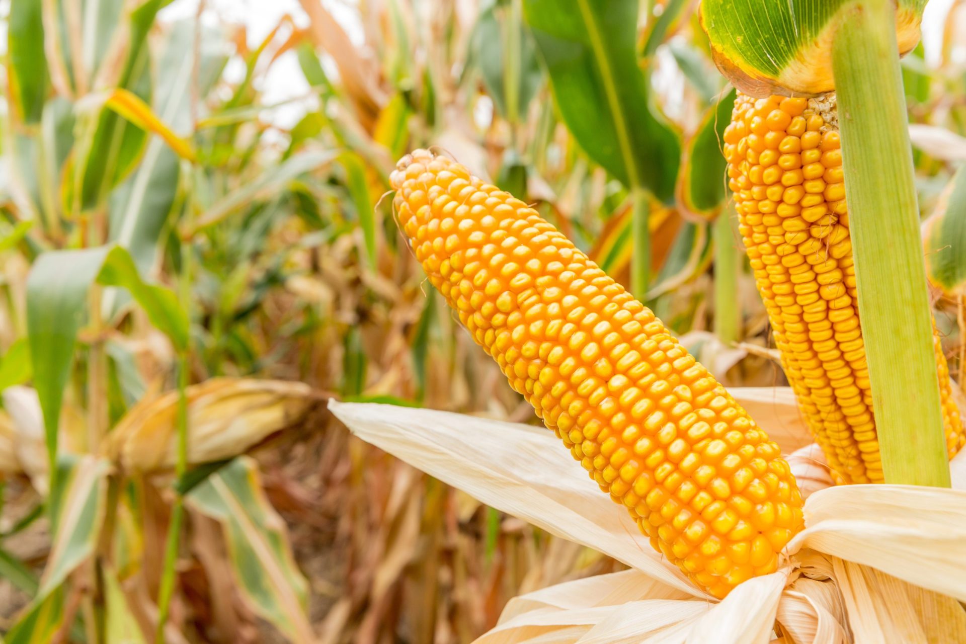 corn field corn field