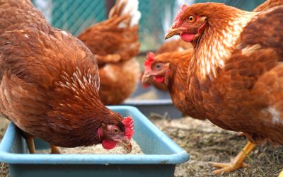 Distribuïdor de blat de moro trossejat