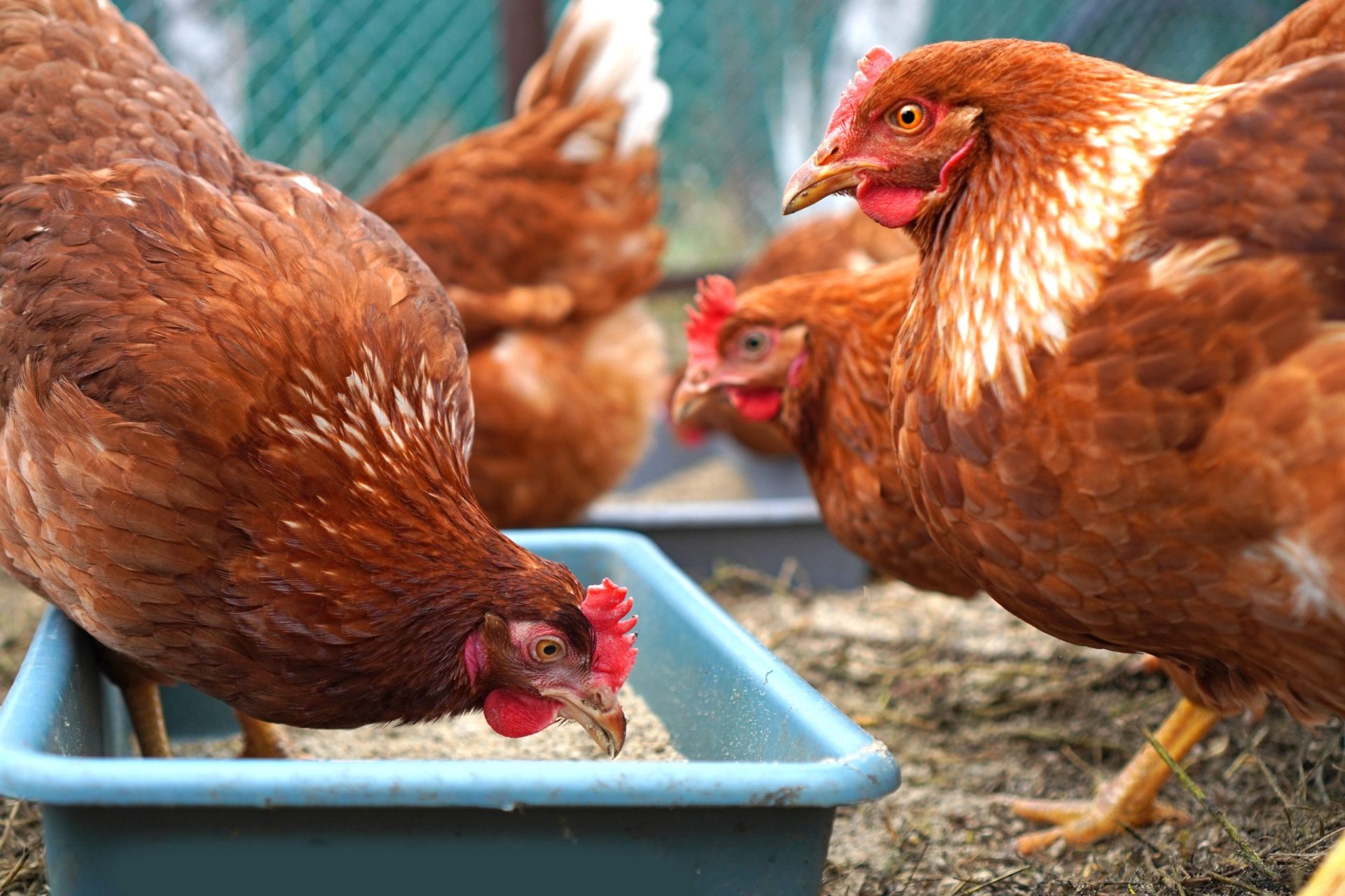 Chickens eating pet food Chickens eating pet food